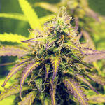gorilla-cookies-auto-fem-fastbuds.jpg