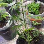 black-herer-autoflower-fem-easy-grow-seeds.jpg