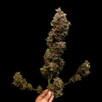 diablo-rojo-xl-auto-fem-sweet-seeds.jpg