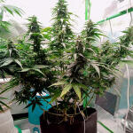 florida-sunrise-auto-fem-7ch-american.jpg