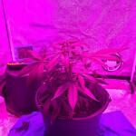 auto-ak-ak-47-auto-fem-Semyanich.jpg