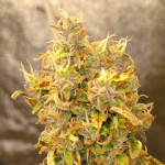 fully-loaded-auto-fem-heavyweight-seeds.jpg