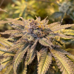 mimosa-x-orange-punch-fem-barneys-farm.jpg