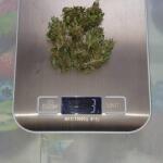 special-tangie-auto-fem-Semyanich.jpg