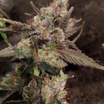 strawberry-og-cookies-r1-fem-ethos-genetics.jpg