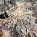 ghost-train-haze-fem-seedkeepers.jpg