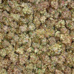 gorilla-cookies-auto-fem-fastbuds.jpg