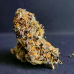 poddy-mouth-fem-humboldt-seed-company.jpg