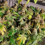 tropicanna-banana-fem-barneys-farm.jpg