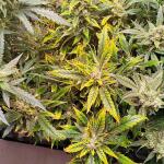 gorilla-cookies-auto-fem-fastbuds.jpg