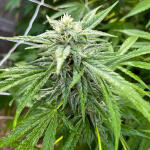 gush-mints-fem-7ch-american.jpg