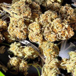 bruce-banner-auto-fem-Semyanich.jpg