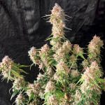gorilla-cookies-auto-fem-fastbuds.jpg