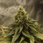 booberry-cookies-rbx-fem-ethos-genetics.jpg