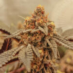 poddy-mouth-fem-humboldt-seed-company.jpg