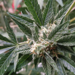 sweet-nurse-auto-cbd-sweet-seeds.jpg
