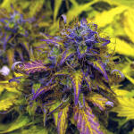 gorilla-cookies-auto-fem-fastbuds.jpg
