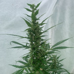 lsd-auto-fem-barneys-farm.jpeg