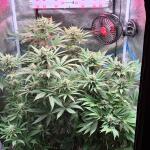miracle-alien-cookies-mac-fem-7ch-american.jpg
