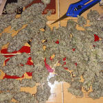 acapulco-gold-fem-barneys-farm.jpg