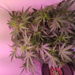 big-devil-xl-auto-sweet-seeds.jpg