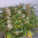 bruce-banner-auto-fem-Semyanich.jpg