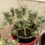 cookies-purple-punch-fem-medical-seeds.jpeg