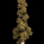 guava-auto-fem-fastbuds.jpg