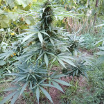 auto-chocolate-skunk-fem-00-seeds.jpg
