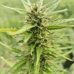moonshine-cookies-auto-fem-7ch-american.jpg