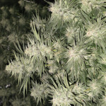 orange-creampop-fem-humboldt-seed-company.jpg