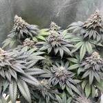 punchberry-cookies-rbx-fem-ethos-genetics.jpg