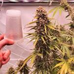 zookies-fem-7ch-american.jpg