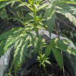 zookies-fem-7ch-american.jpg