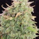 bubble-gummy-auto-fem-ethos-genetics.jpg