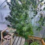 cap-junky-fem-7ch-american.jpg