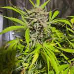 cap-junky-fem-7ch-american.jpg