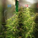 crime-caramel-2-auto-fem-Semyanich.jpg