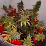 critical-kali-mist-fem-delicious-seeds.jpg