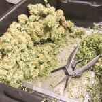 godzilla-cookies-auto-fem-herbies-seeds.jpg