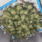 mimosa-cake-auto-fem-fastbuds.jpg