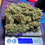 northern-lights-10-of-10-fem-seedkeepers.jpg
