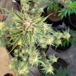 peach-crescendo-auto-rf3-fem-ethos-genetics.jpg