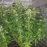 speedy-skunk-auto-fem-Semyanich.jpg