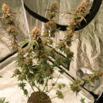 poddy-mouth-fem-humboldt-seed-company.jpg