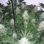 acapulco-gold-fem-barneys-farm.jpg