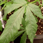 auto-white-widow-fem-pyramid-seeds.jpg