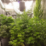 gorilla-glue-4-fem-original-sensible-seeds.jpg