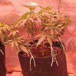 jungle-breath-fem-7ch-american.jpg