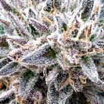 cap-junky-fem-7ch-american.jpg
